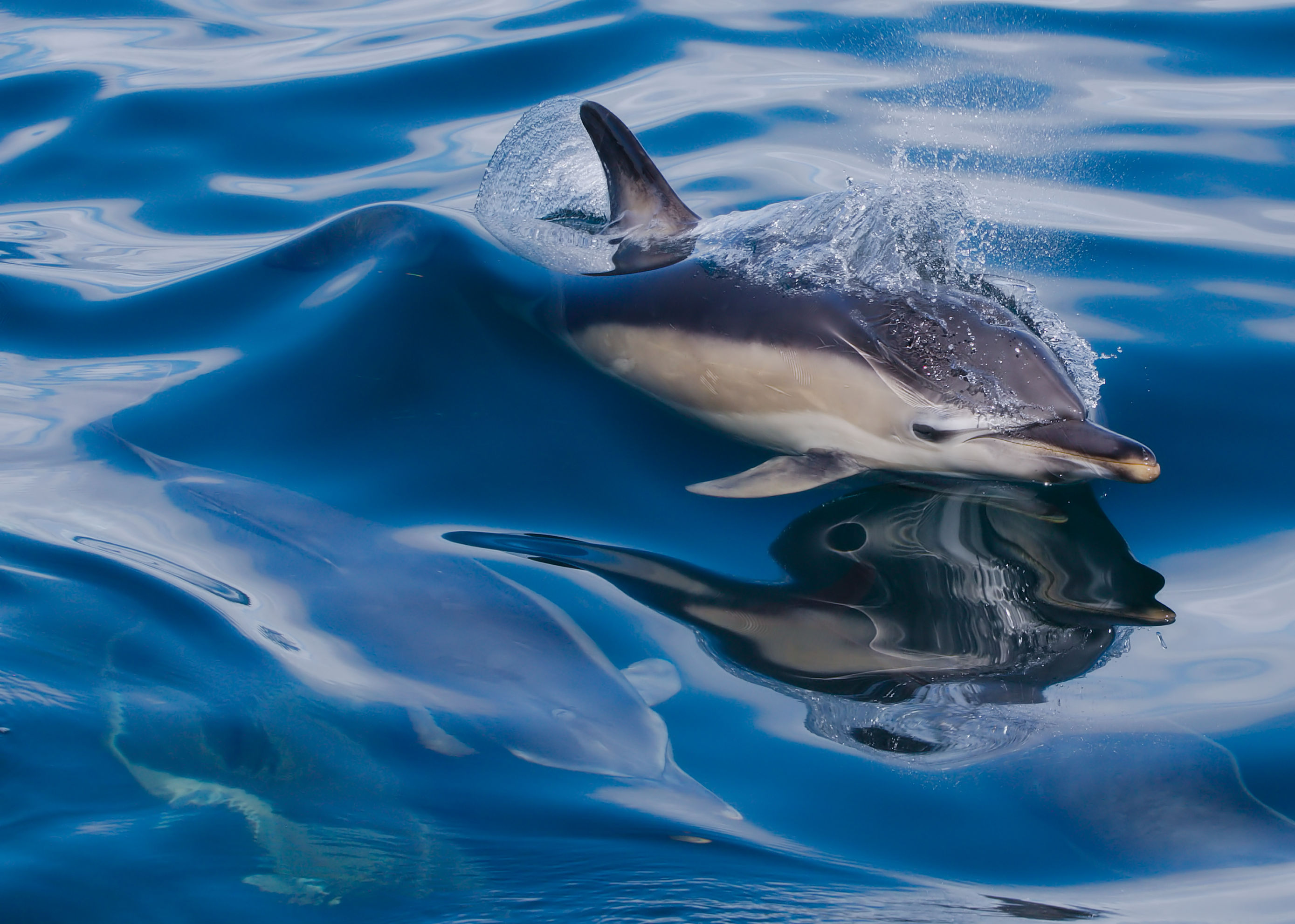 dolphin reflection