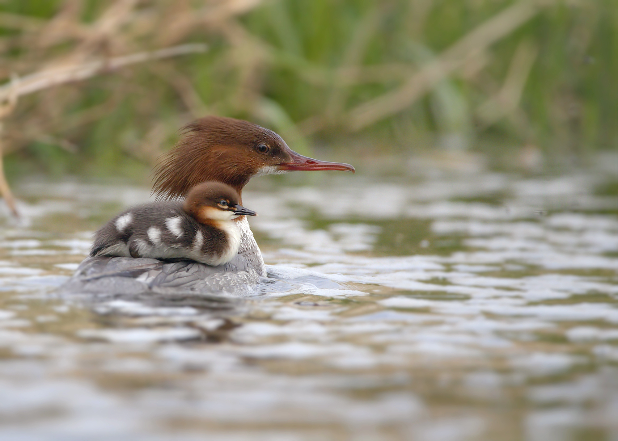 goosander