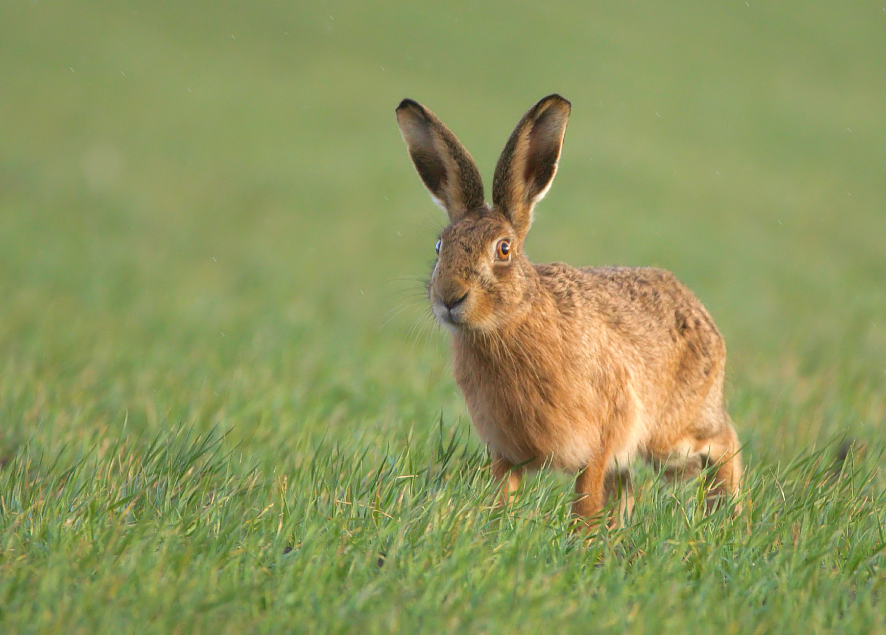 all ears