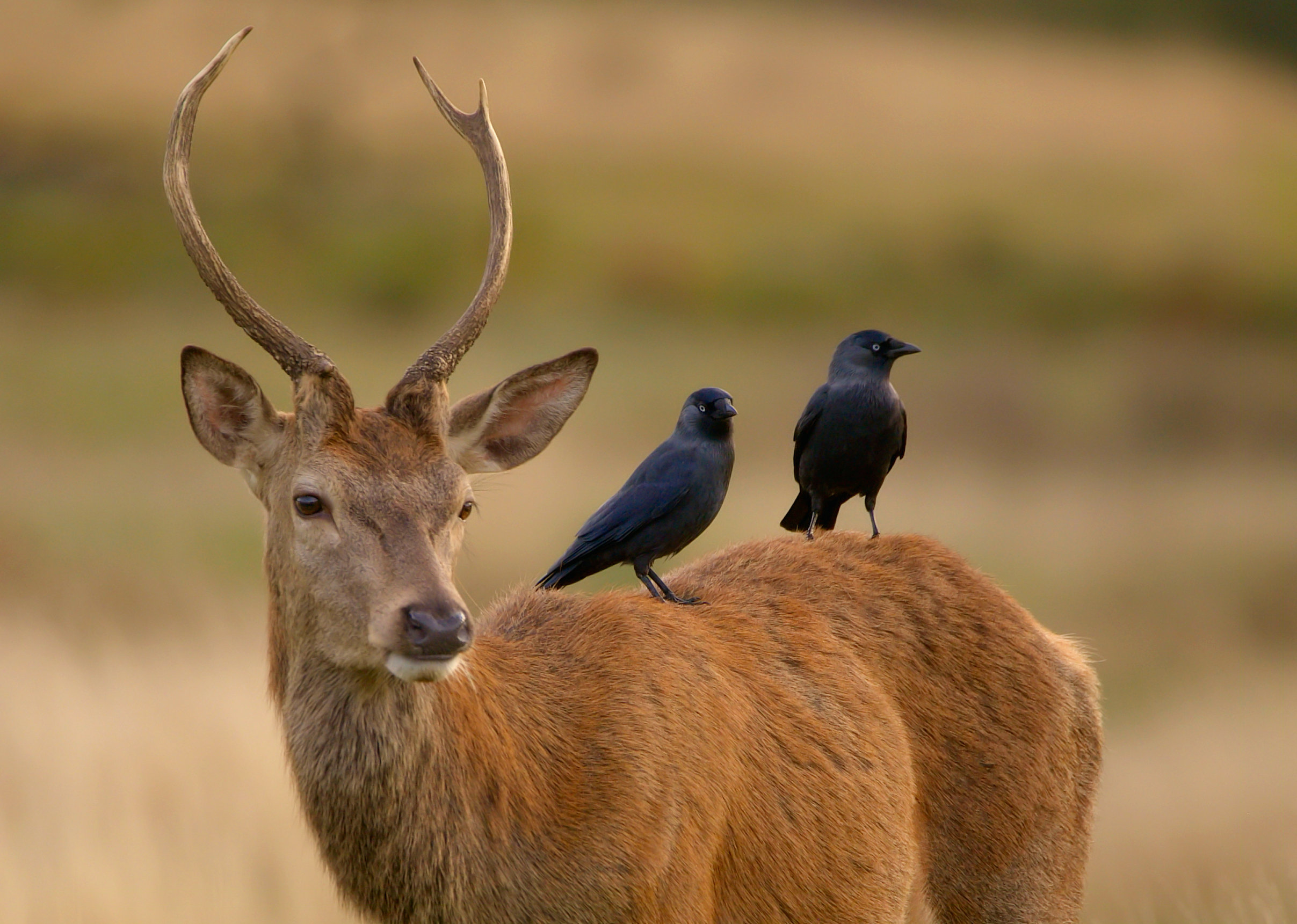 fur and feather