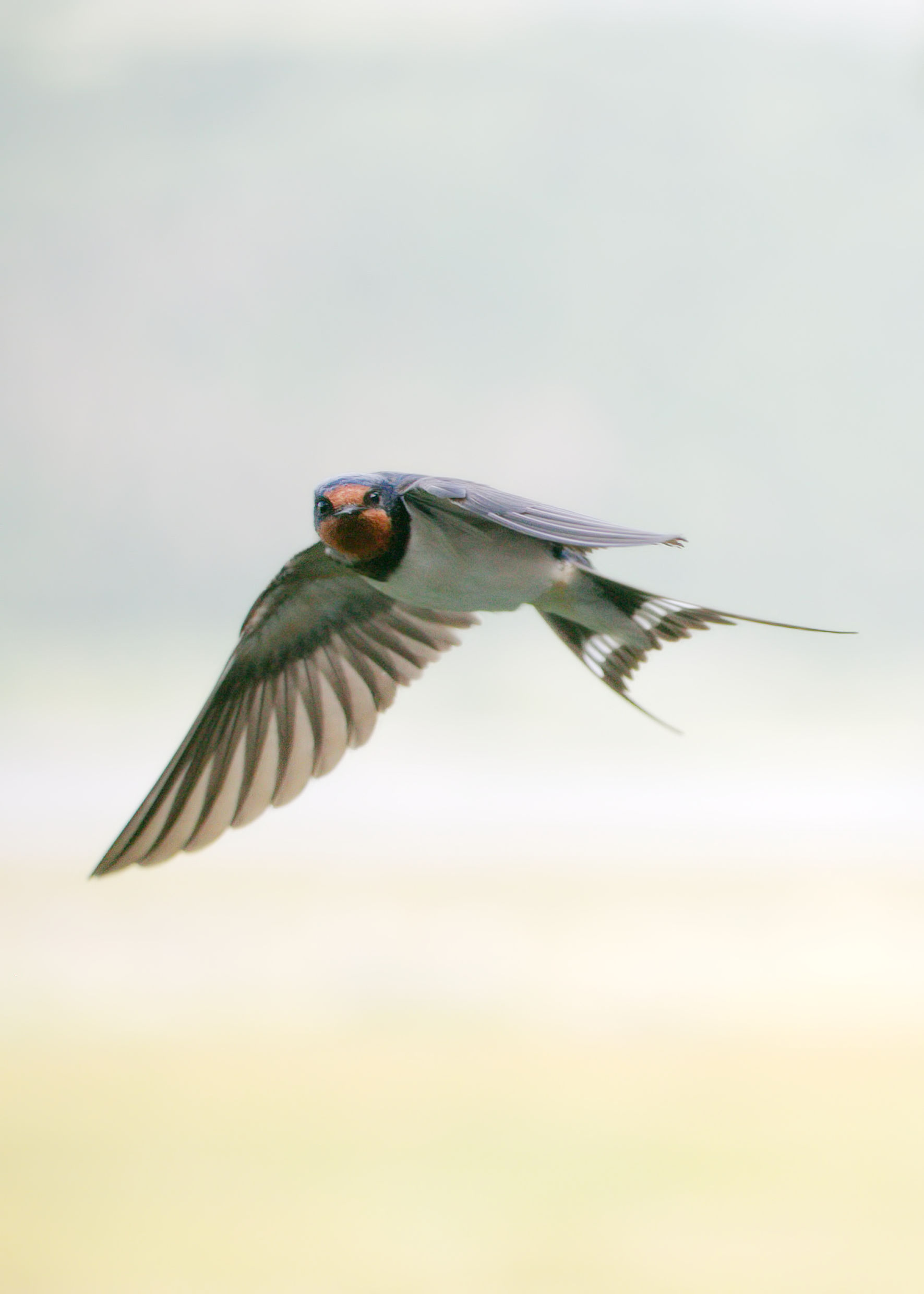 swallow